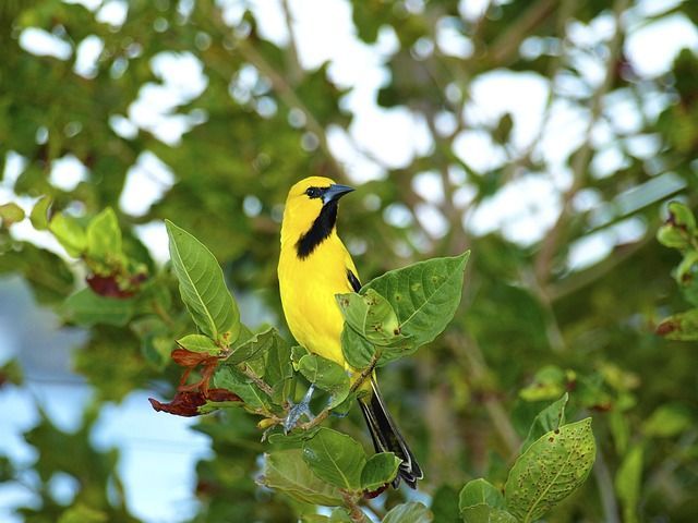 A yellow bird with a black head is perched on a tree branch.
