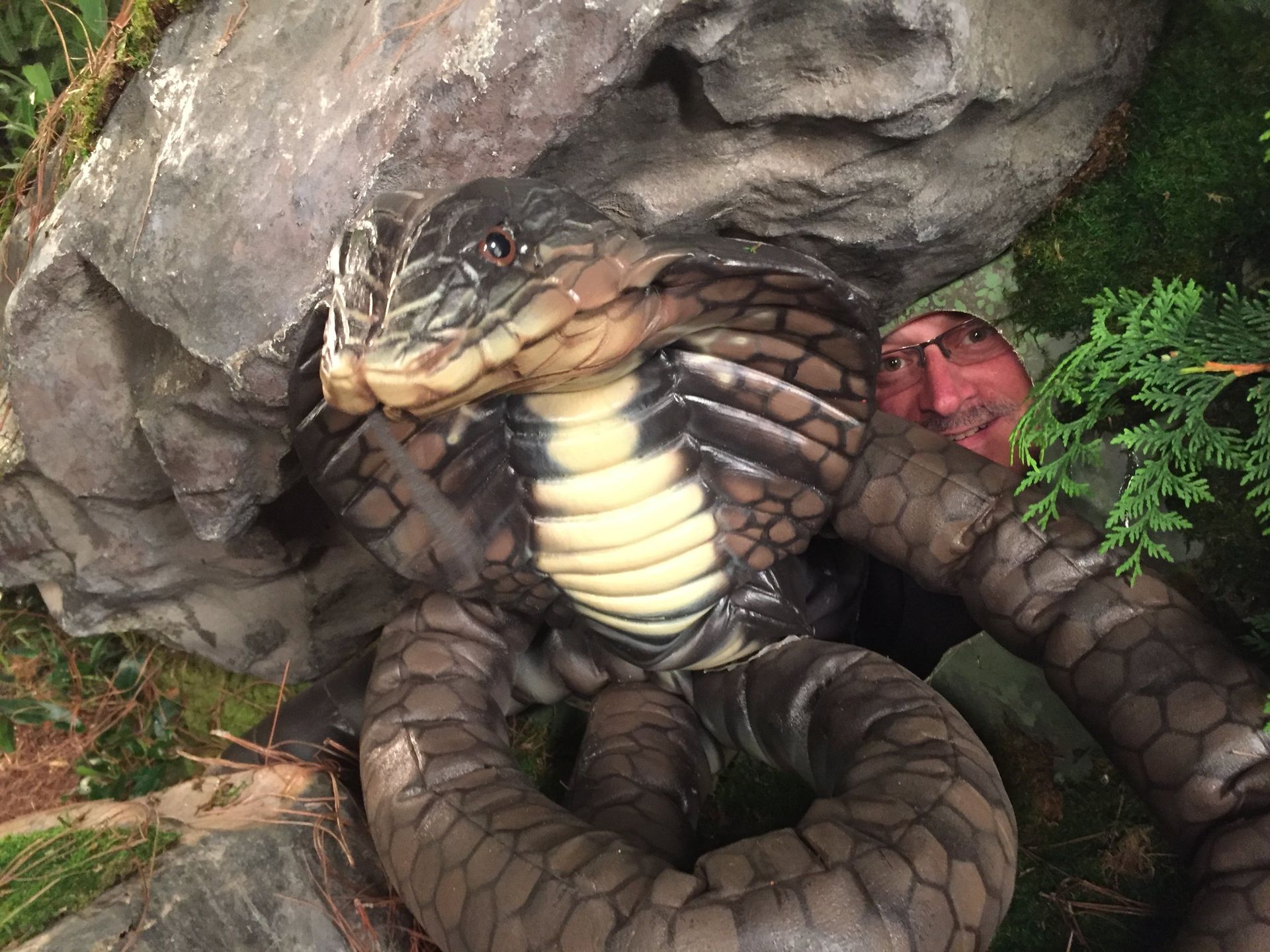 A large snake is sitting on top of a rock.