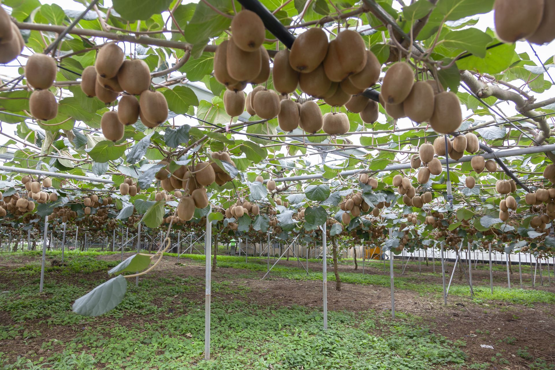 ACCESSORI IMPIANTI KIWI