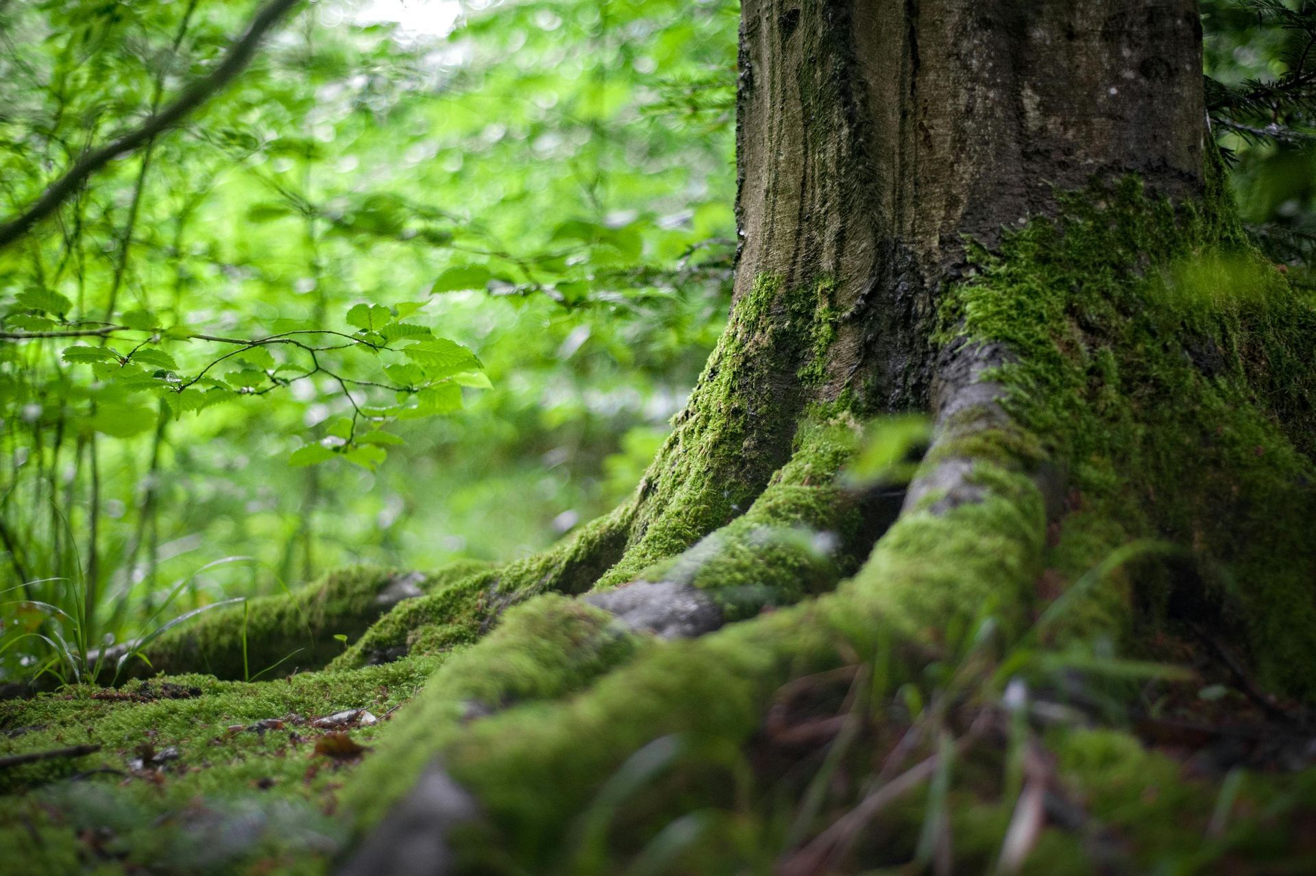 The roots of a tree are covered in moss in the woods.