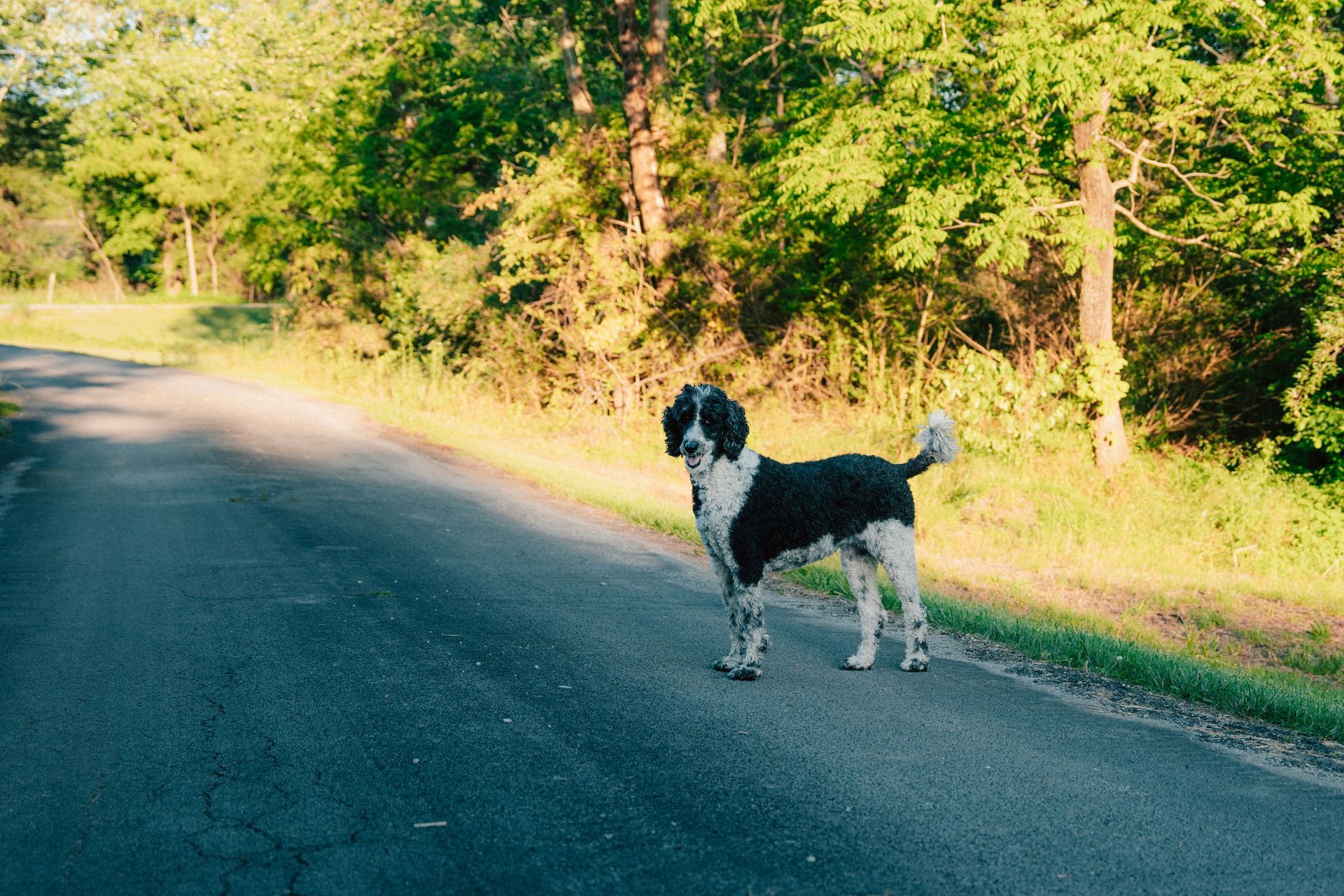 A black and white dog is standing on the side of a road.