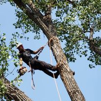 Picture of man trimming a tree - Hartin Tree Service