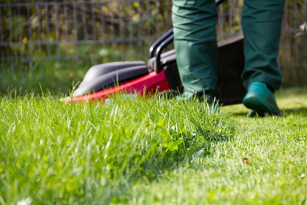 A Person Is Mowing A Lush Green Lawn With A Lawn Mower — Southern Turf Supplies In Bodalla, NSW