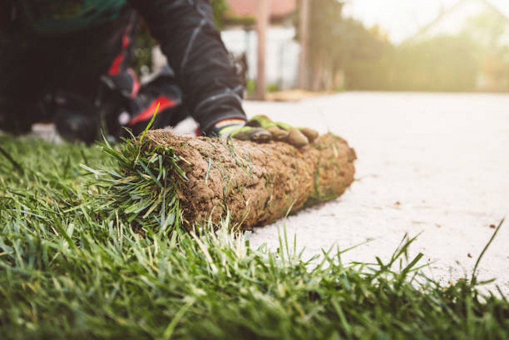 A Person Is Laying A Roll Of Grass On The Ground — Southern Turf Supplies In Bodalla, NSW