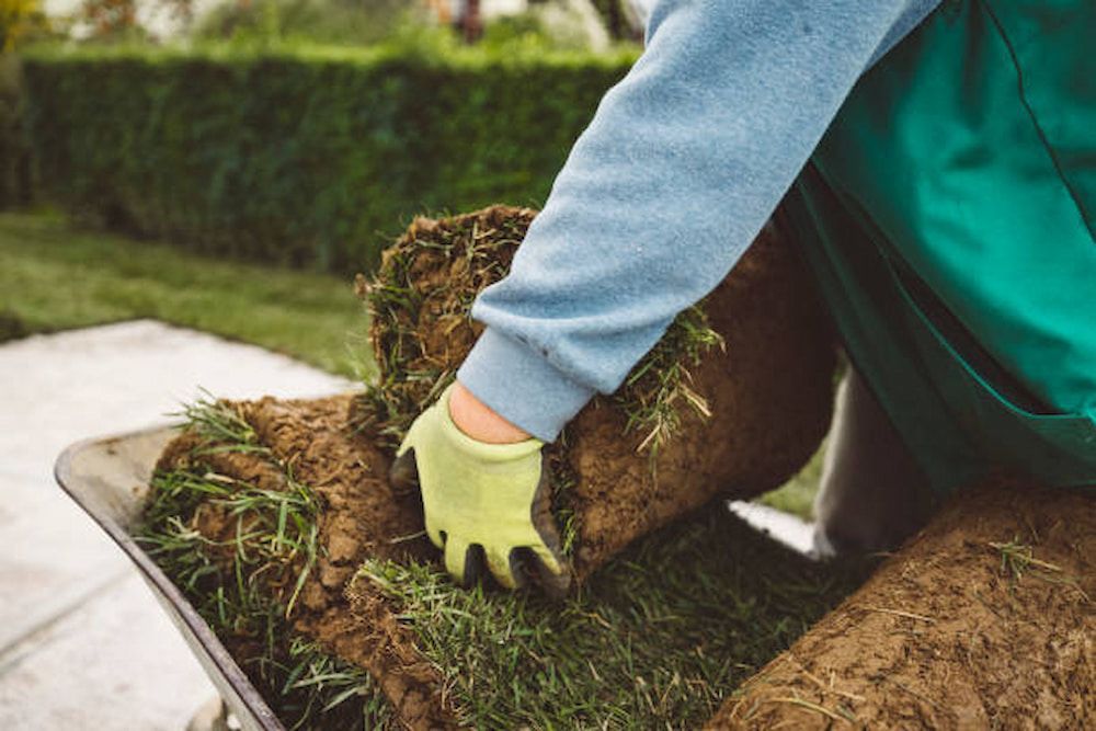 A Person Is Holding A Pile Of Grass In A Wheelbarrow — Southern Turf Supplies In Termeil, NSW