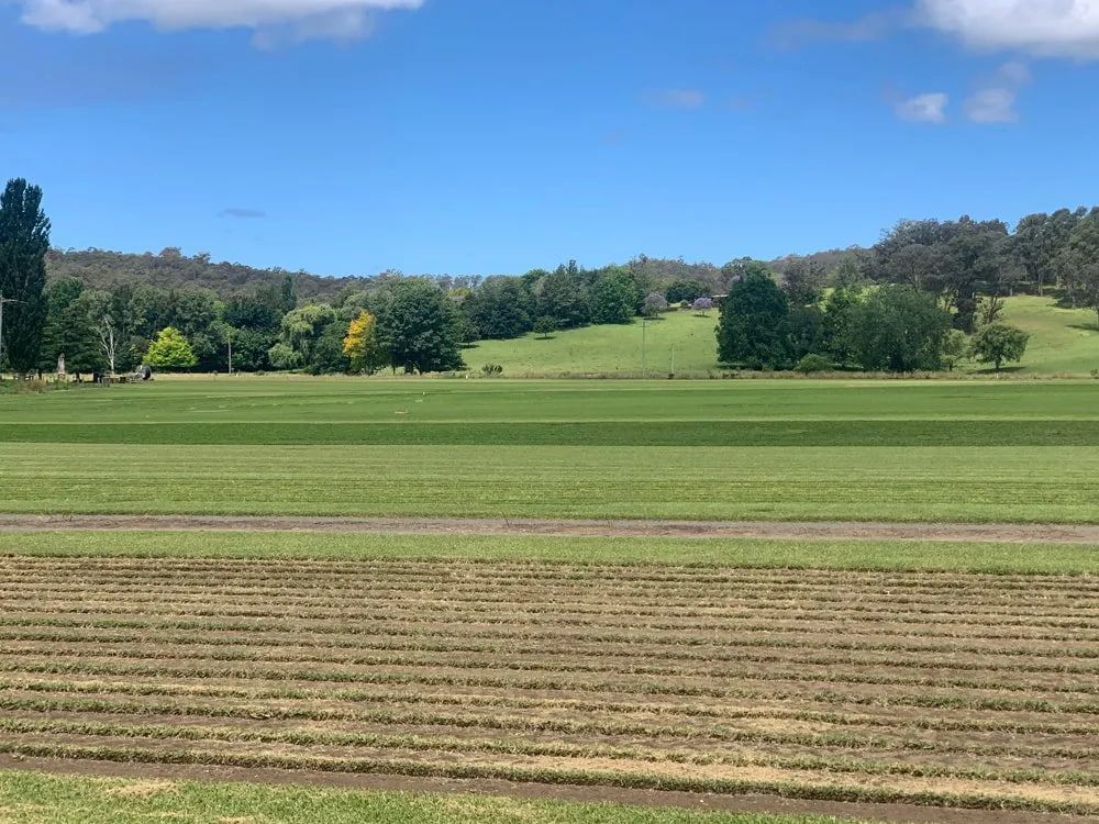 A Large Grassy Field With Trees In The Background On A Sunny Day — Southern Turf Supplies In Bodalla, NSW