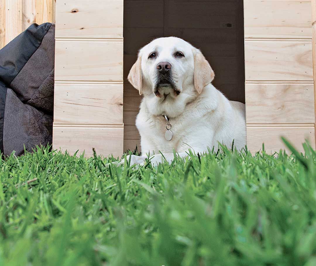 A White Dog Is Sitting In A Wooden Dog House In The Grass — Southern Turf Supplies In Bodalla, NSW