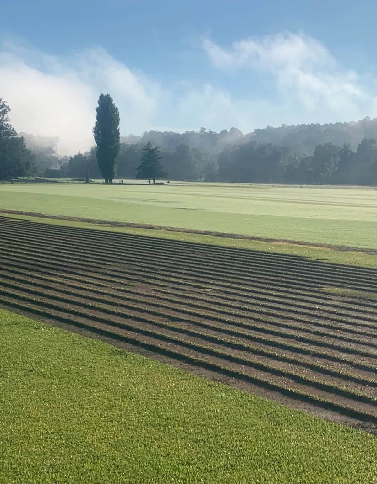 A Field Of Grass With A Tree In The Background On A Sunny Day — Southern Turf Supplies In Bodalla, NSW