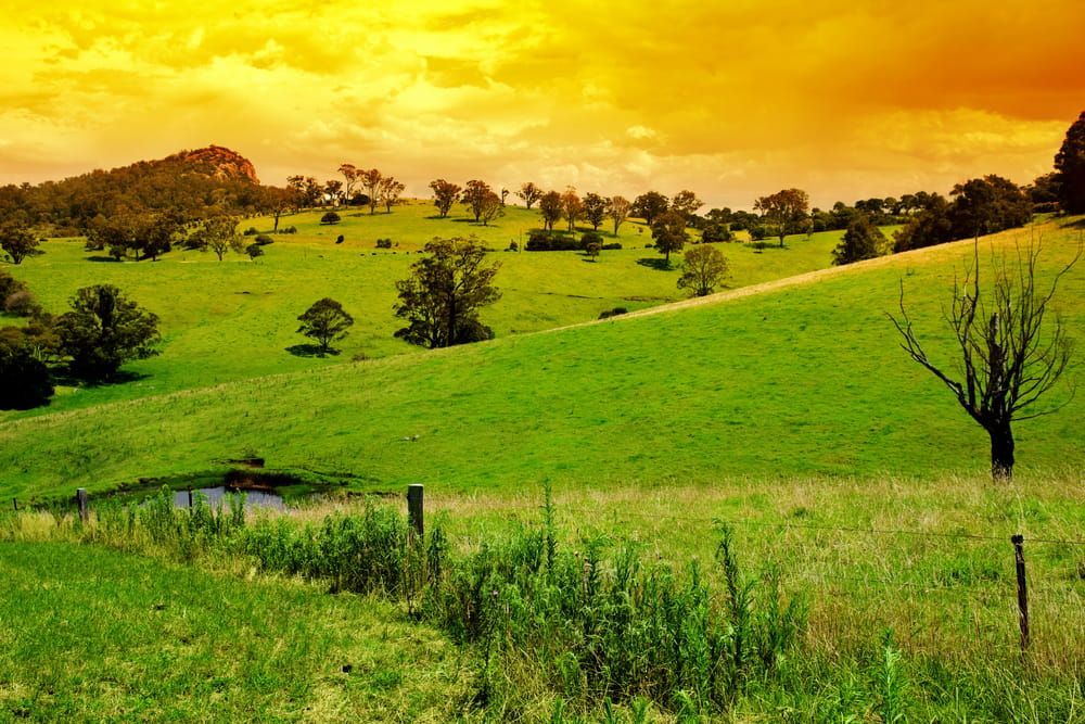 A Grassy Field With Trees And A Fence In The Foreground — Southern Turf Supplies In Bega, NSW