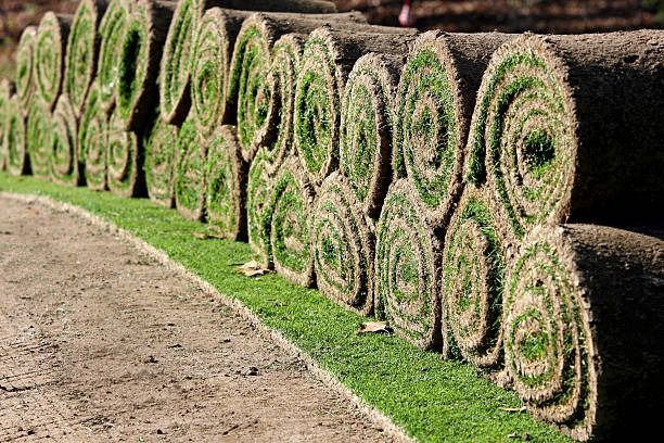A Row Of Rolls Of Grass Sitting On Top Of Each Other On A Dirt Road — Southern Turf Supplies In Bodalla, NSW