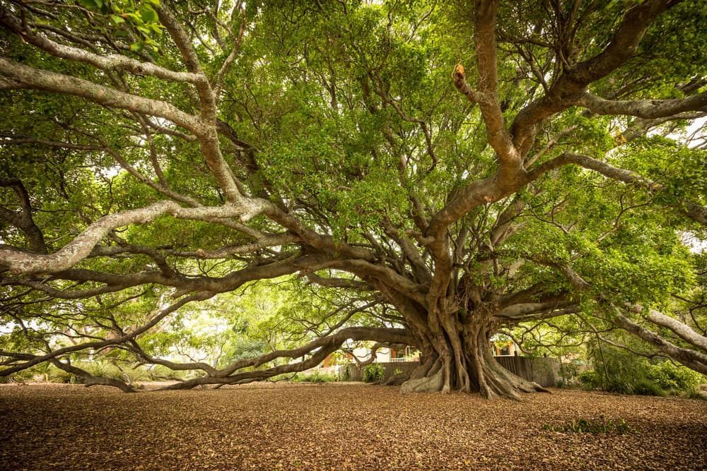 A Large Tree With Lots Of Branches And Leaves In A Park — Southern Turf Supplies In Milton, NSW