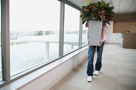 office plants for removal
