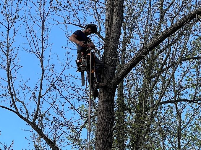 Tree trimming in Lancaster, SC - Sinclair's Tree Removal and Stump Grinding hard at work