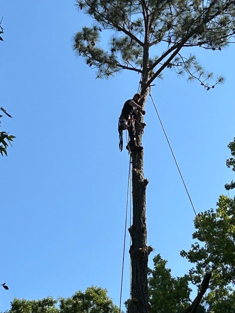 Tree removal in Lancaster, SC - Sinclair's Tree Removal and Stump Grinding hard at work