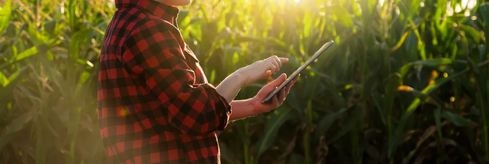 Person in red plaid shirt using a tablet in a cornfield, sunlight in the background.