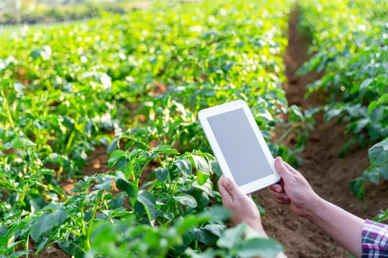 Person holding tablet in a field of green plants, rows of plants in the background.