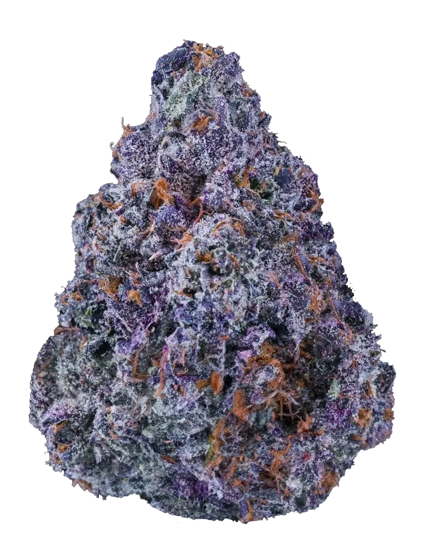 Purple and green cannabis bud with orange hairs.