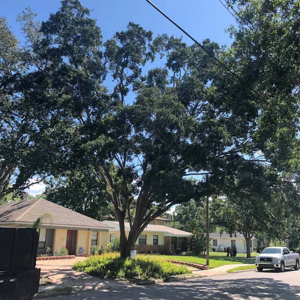 Another Huge Tree In Front Of A Residential House — Tampa, FL — A Baker's Tree Service