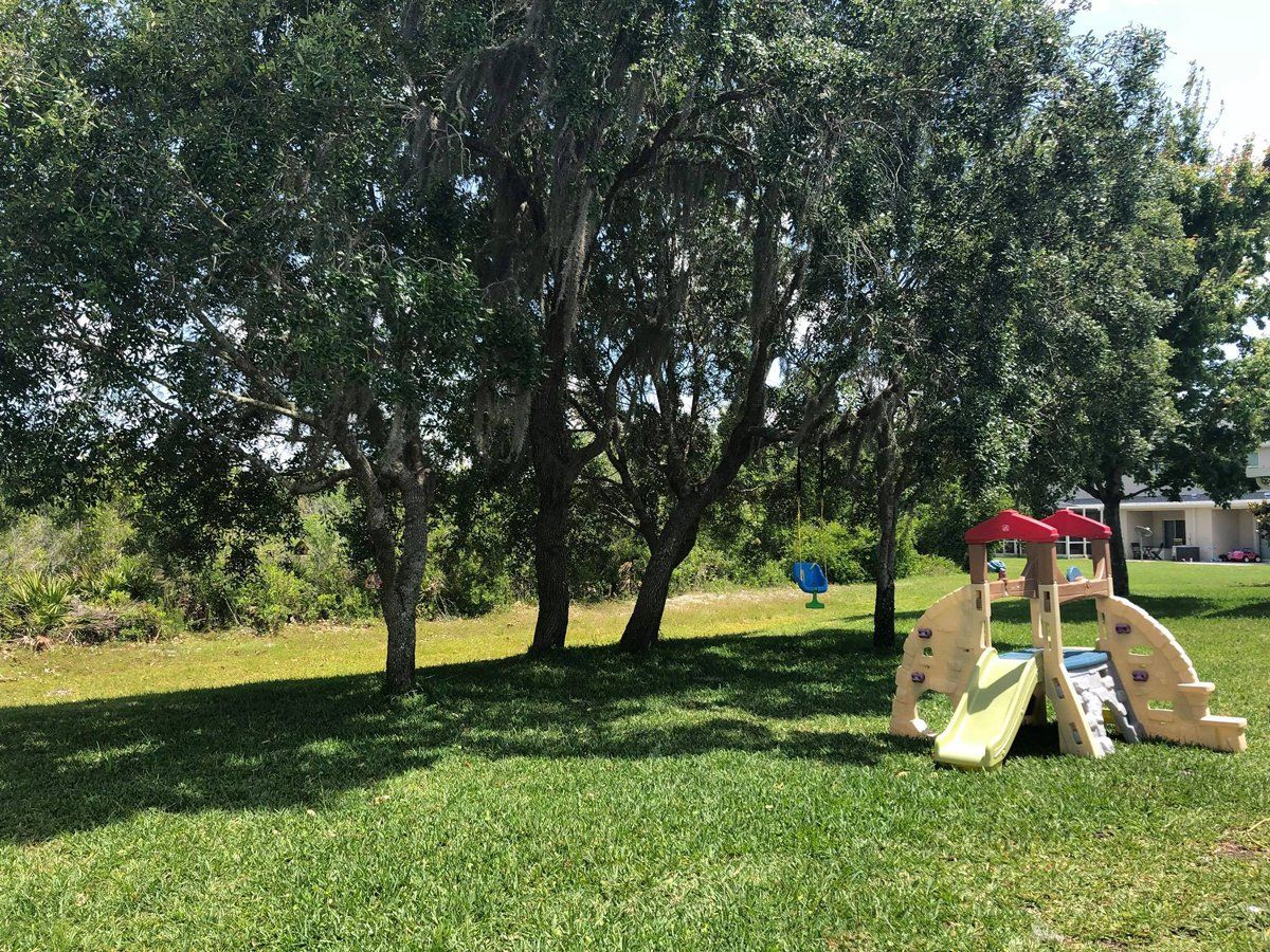 After Image Of A Tree — Tampa, FL — A Baker's Tree Service