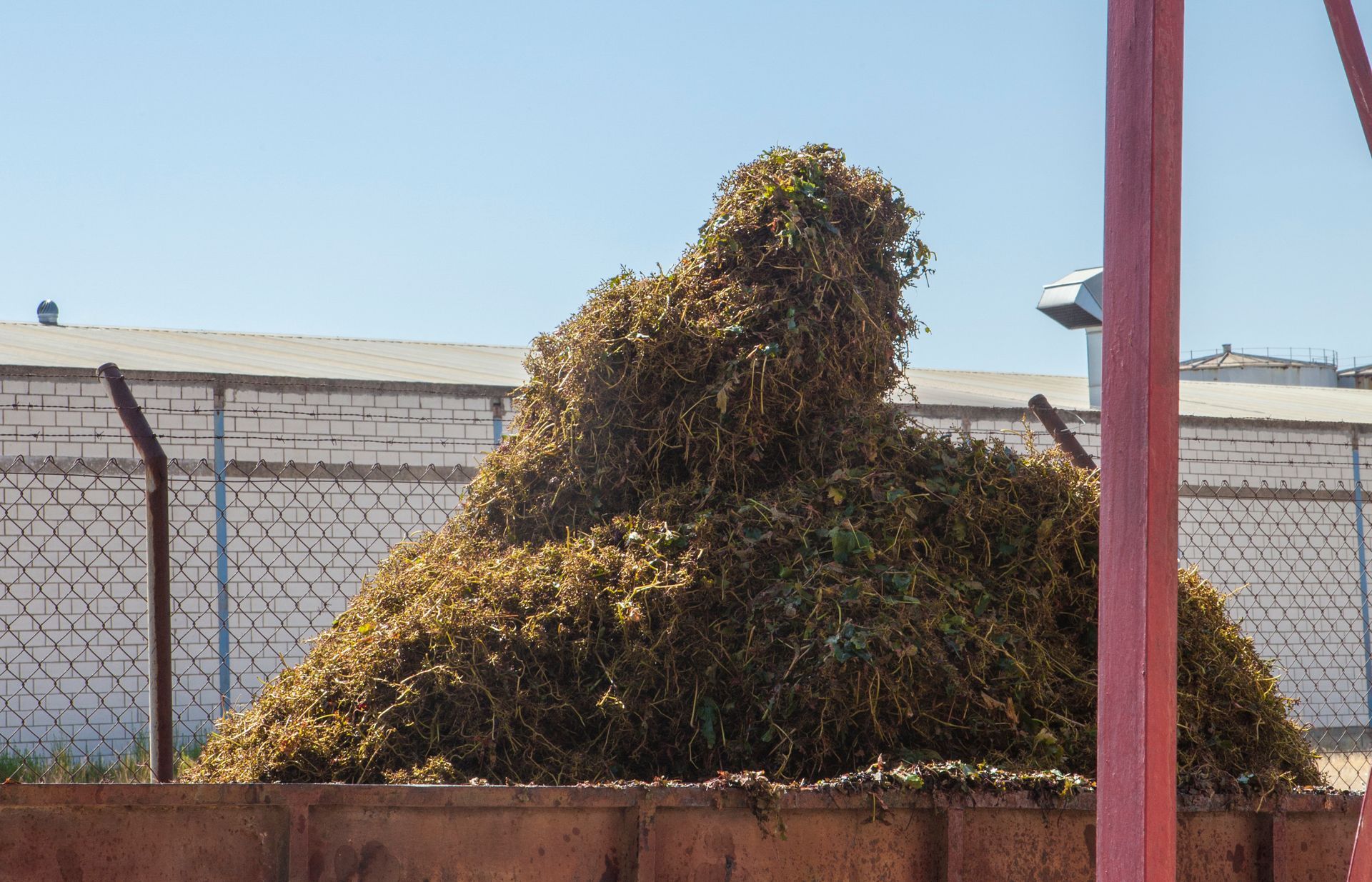 Large pile of brown plant matter, likely grape vines, in a rusty container.
