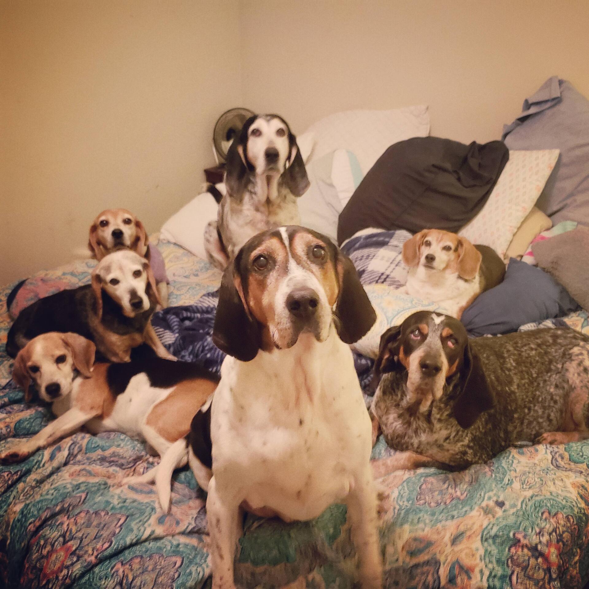 Veterinarians Mebane, NC Mebane Pet Clinic