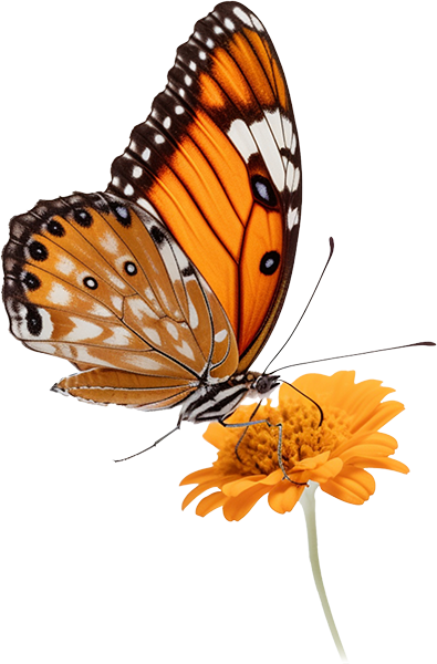 Butterfly on flower