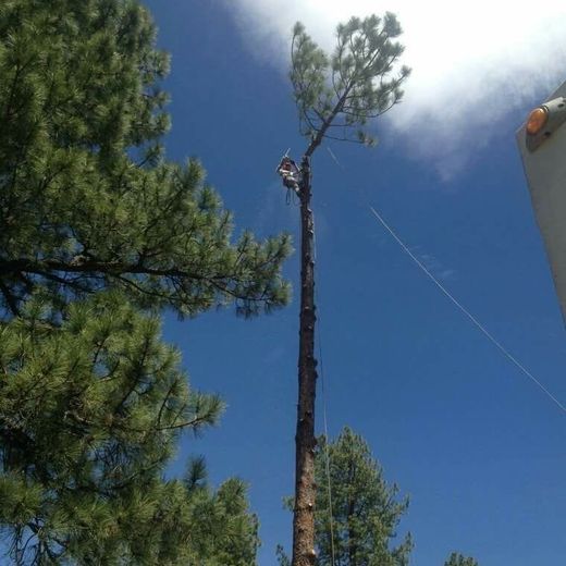 A man is climbing a tree with a crane in the background.