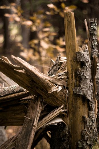 A pile of wood is sitting in the middle of a forest.