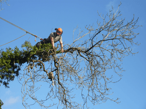 Pruning