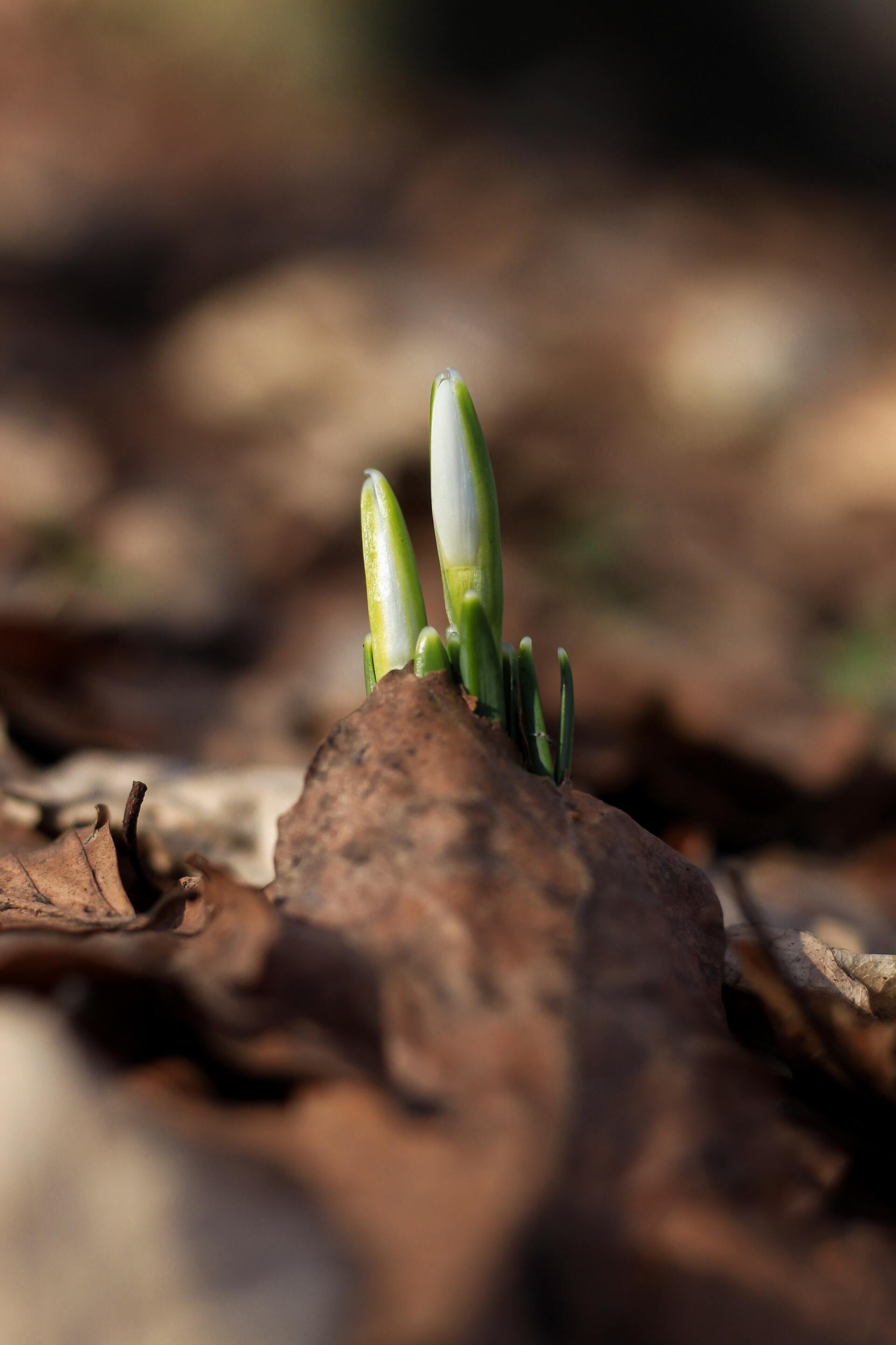 seedling growing out of forest floor
