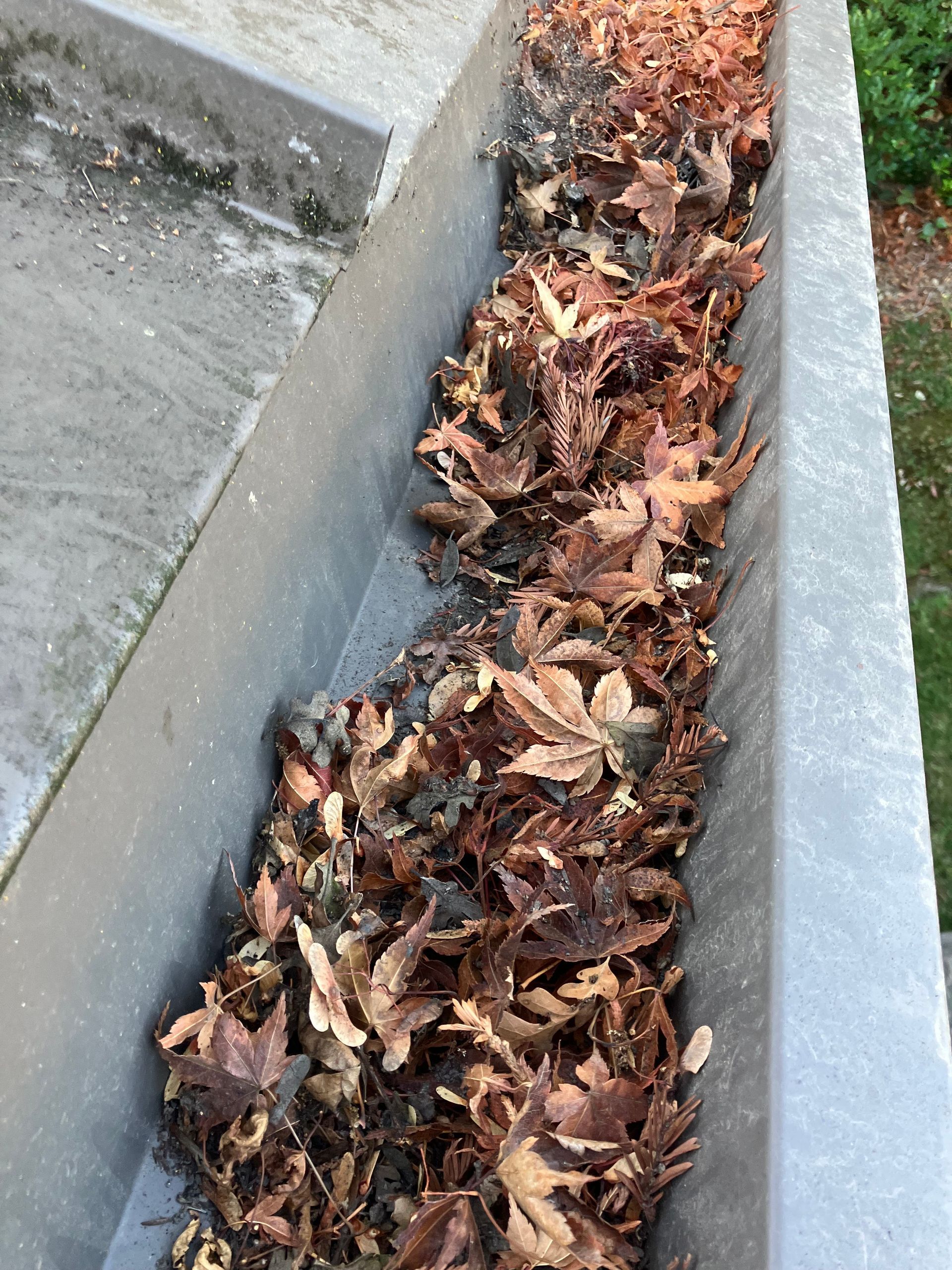 Gutter filled with brown and tan fallen leaves, on a gray roof with a green background.