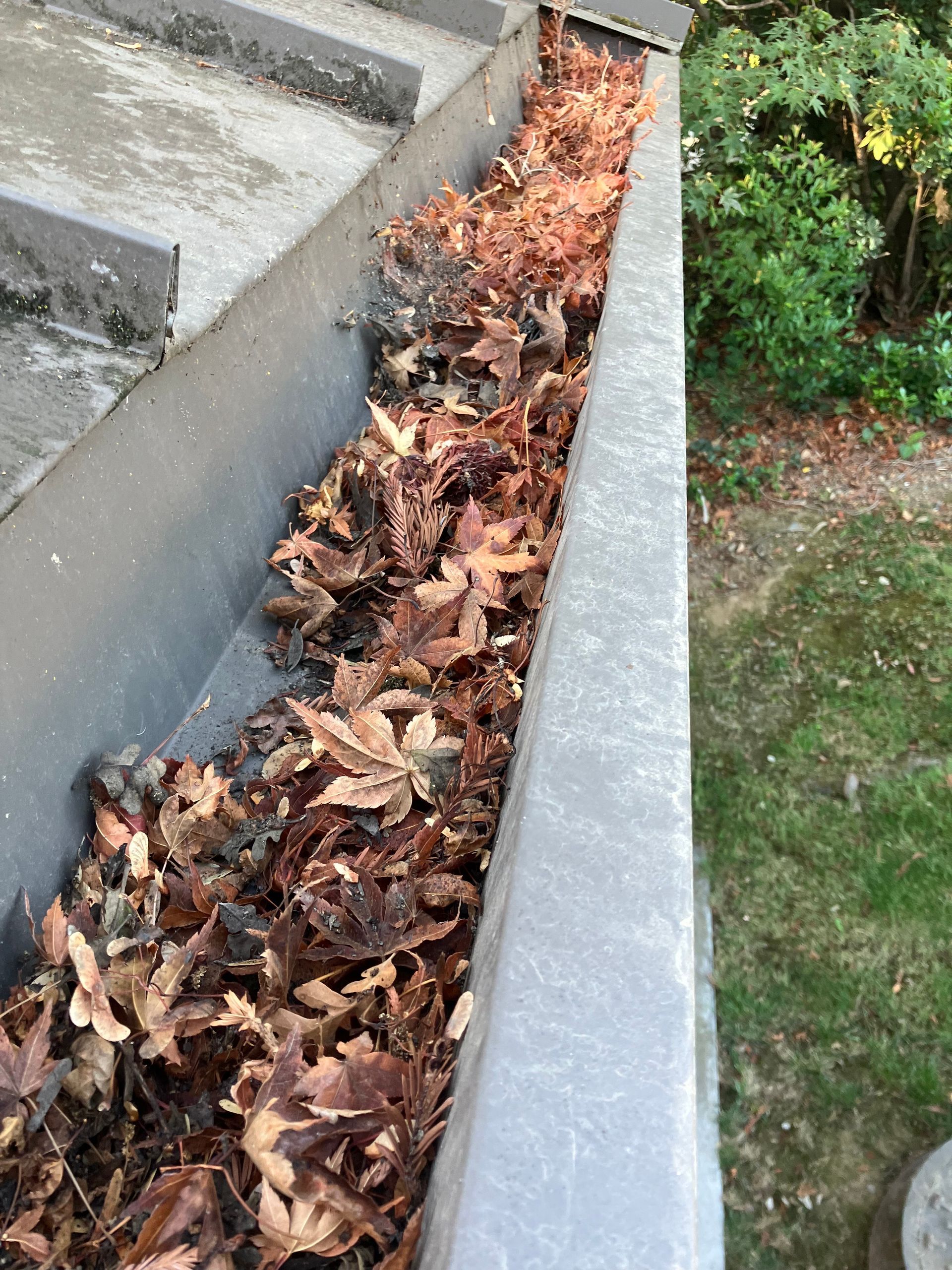 Gutter filled with dead leaves, seen from an elevated angle, with green foliage visible in the background.
