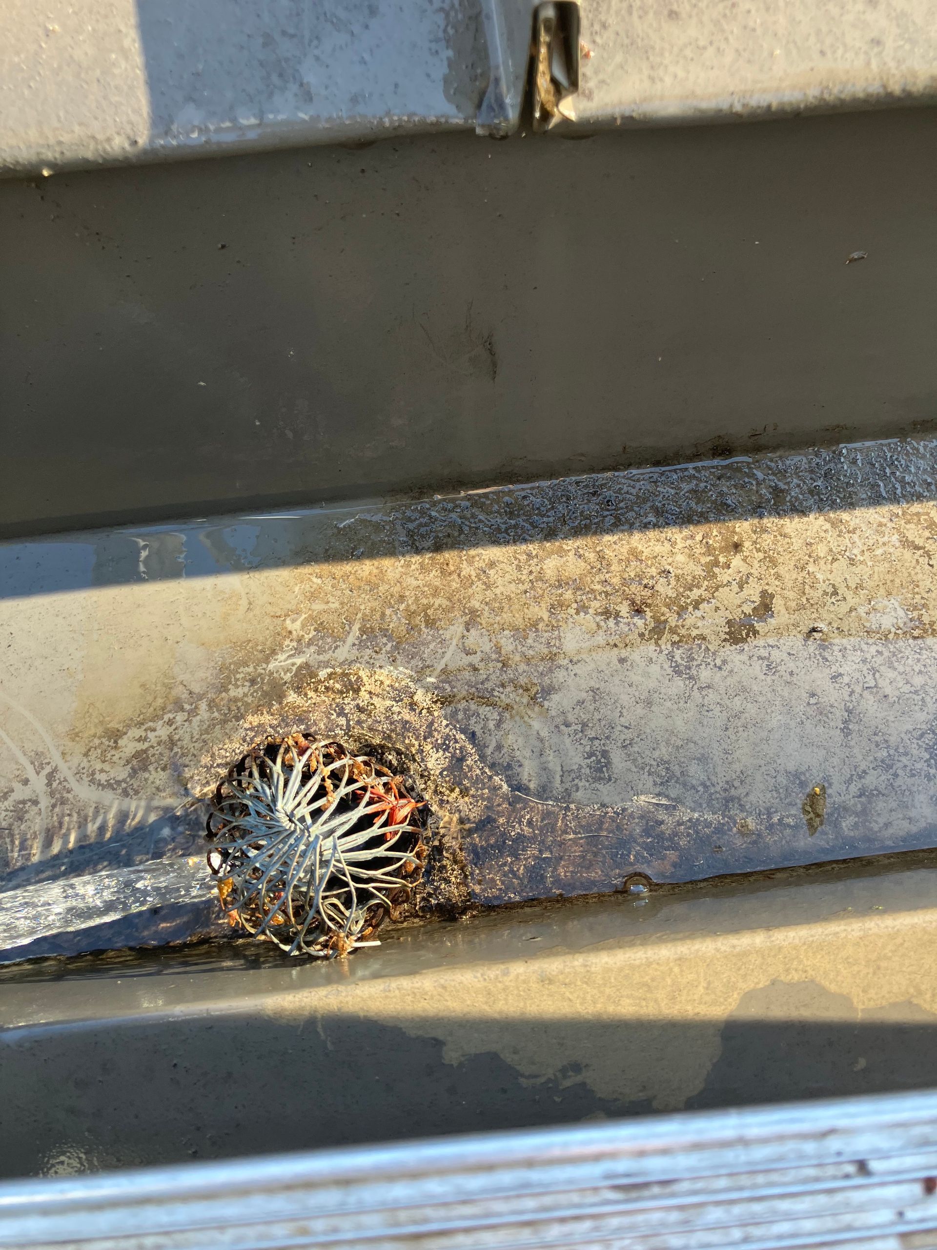 Gutter with a drain, covered in debris and a wire mesh screen, taken from above.