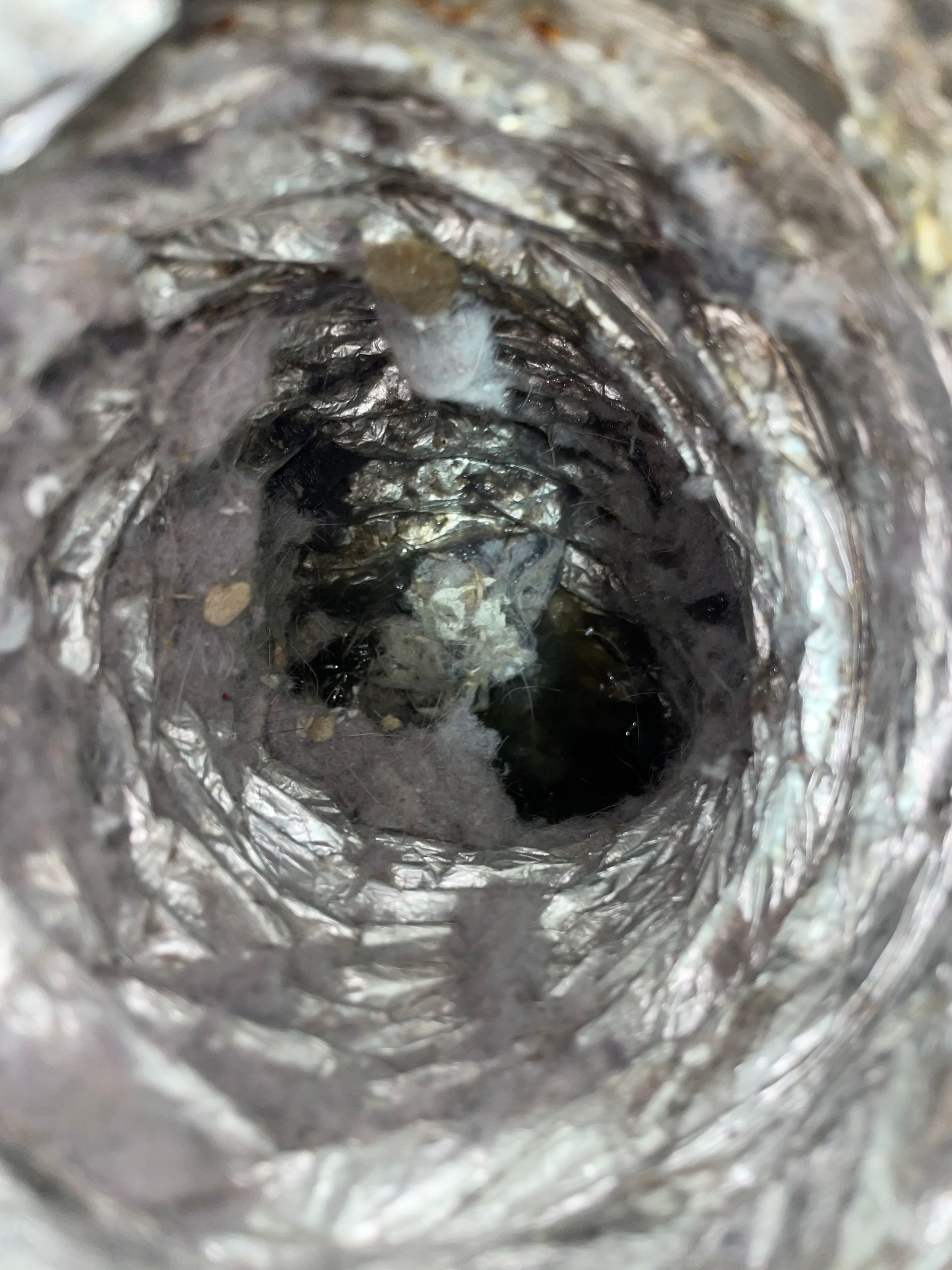 Interior view of a dirty, flexible air duct; black grime, white mold, and dust visible within the silver tubing.