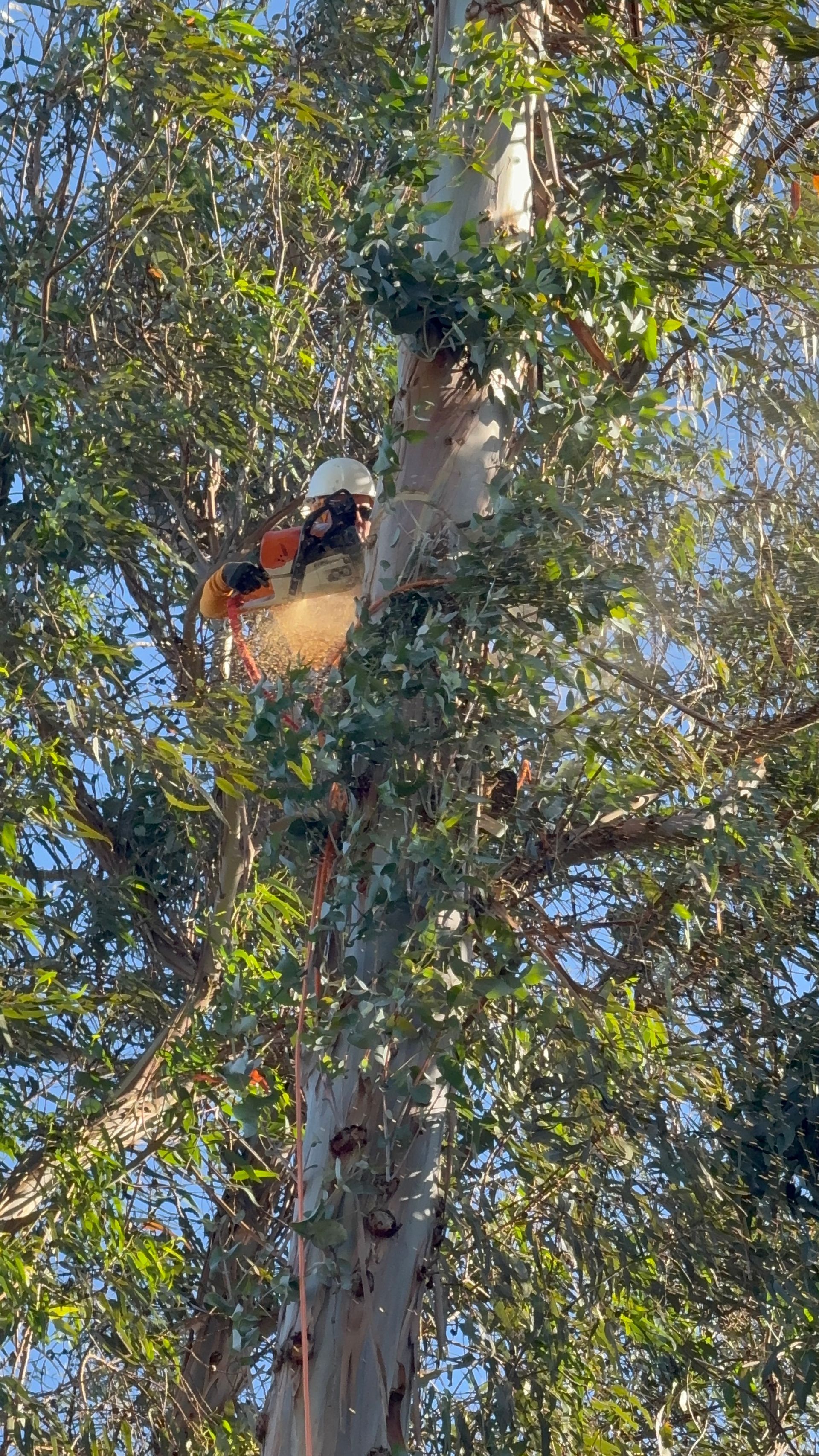 A man is climbing a tree with a chainsaw.