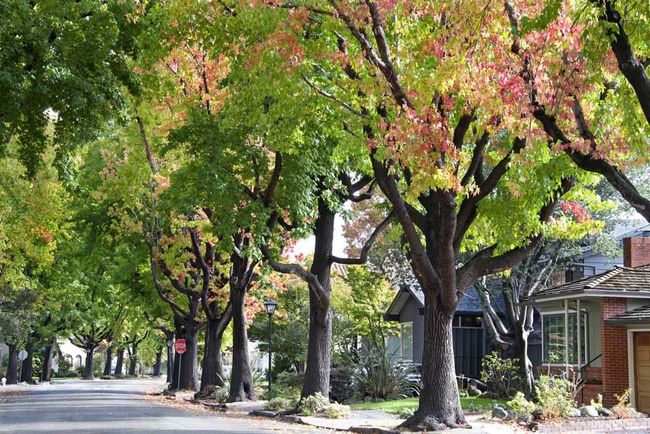 A row of trees on the side of a street with houses in the background.