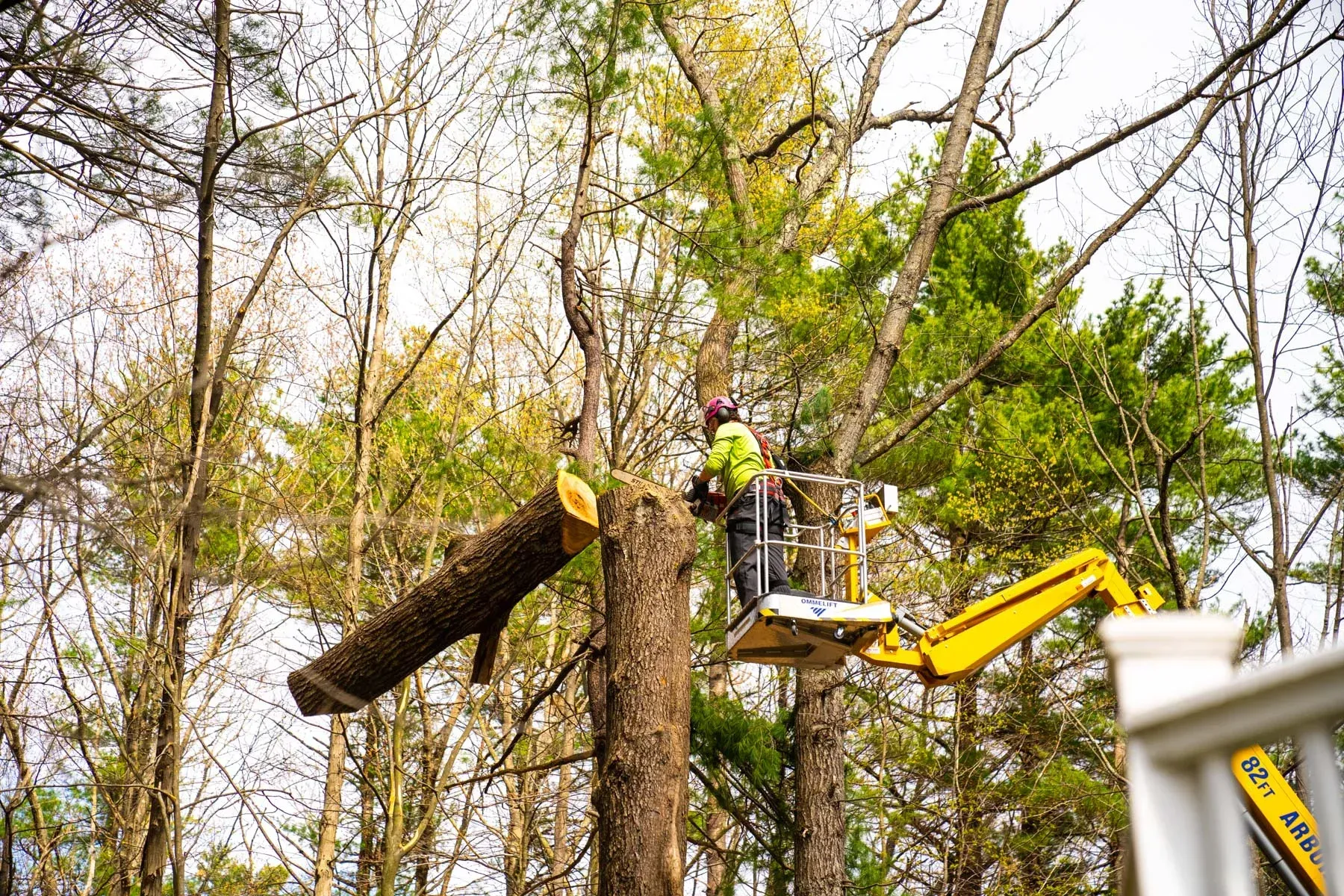A bulldozer is cutting down trees in a forest.