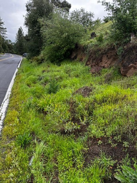 A paved road runs alongside a grassy embankment with a dirt slope leading to trees under an overcast sky.