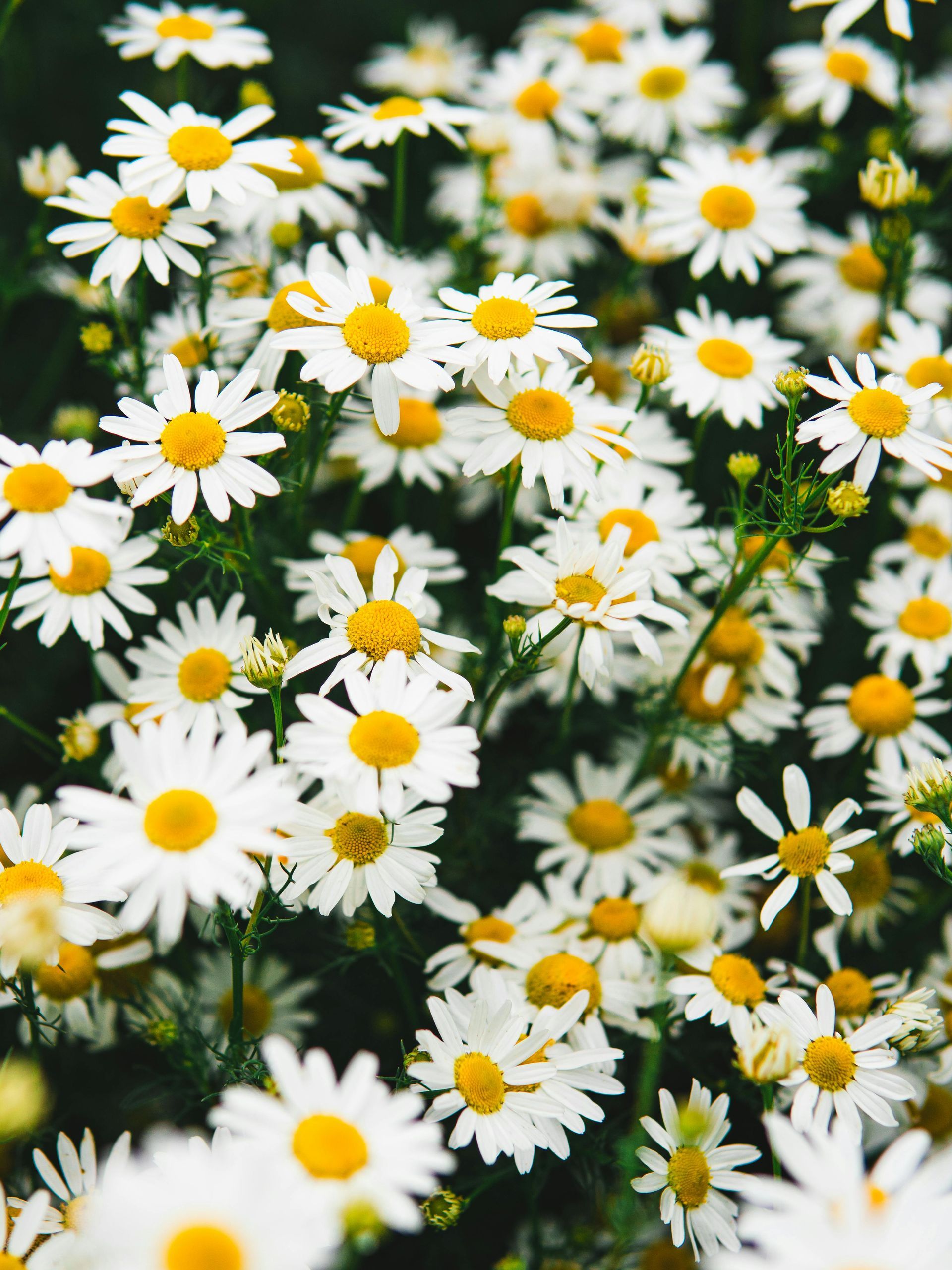 Field of white daisies with yellow centers.
