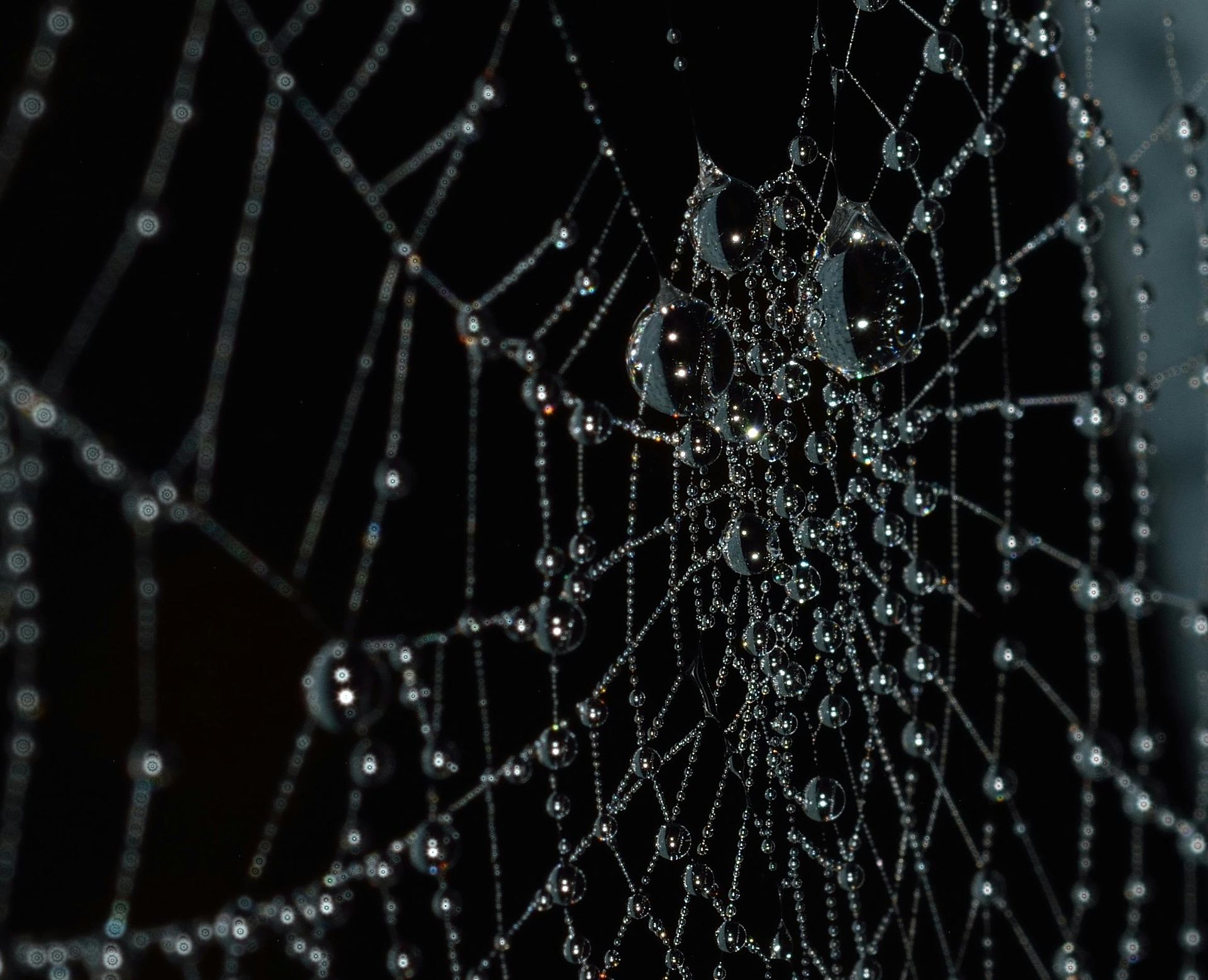 Spider web glistening with water droplets against a dark background.