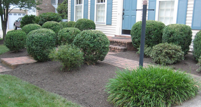 A house with blue shutters and bushes in front of it.