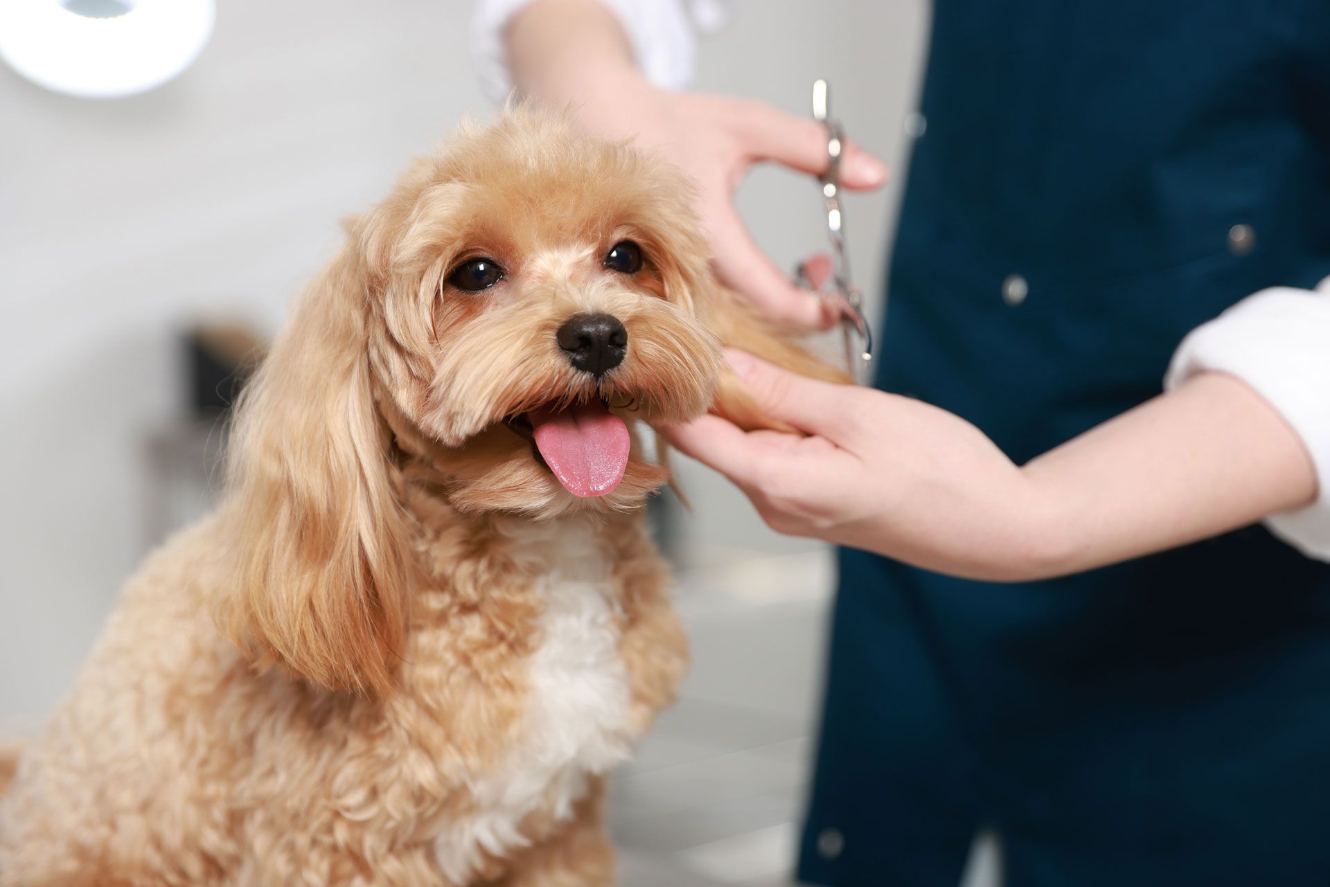 A small, tan dog with tongue out, being groomed by a person with scissors.