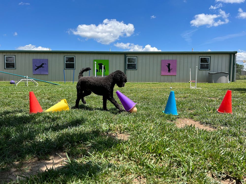 a dog is playing with cones in a field in front of a building