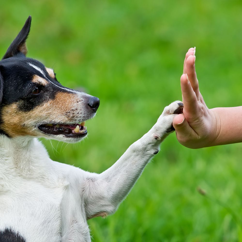 Owner Giving a High Five to Her Dog