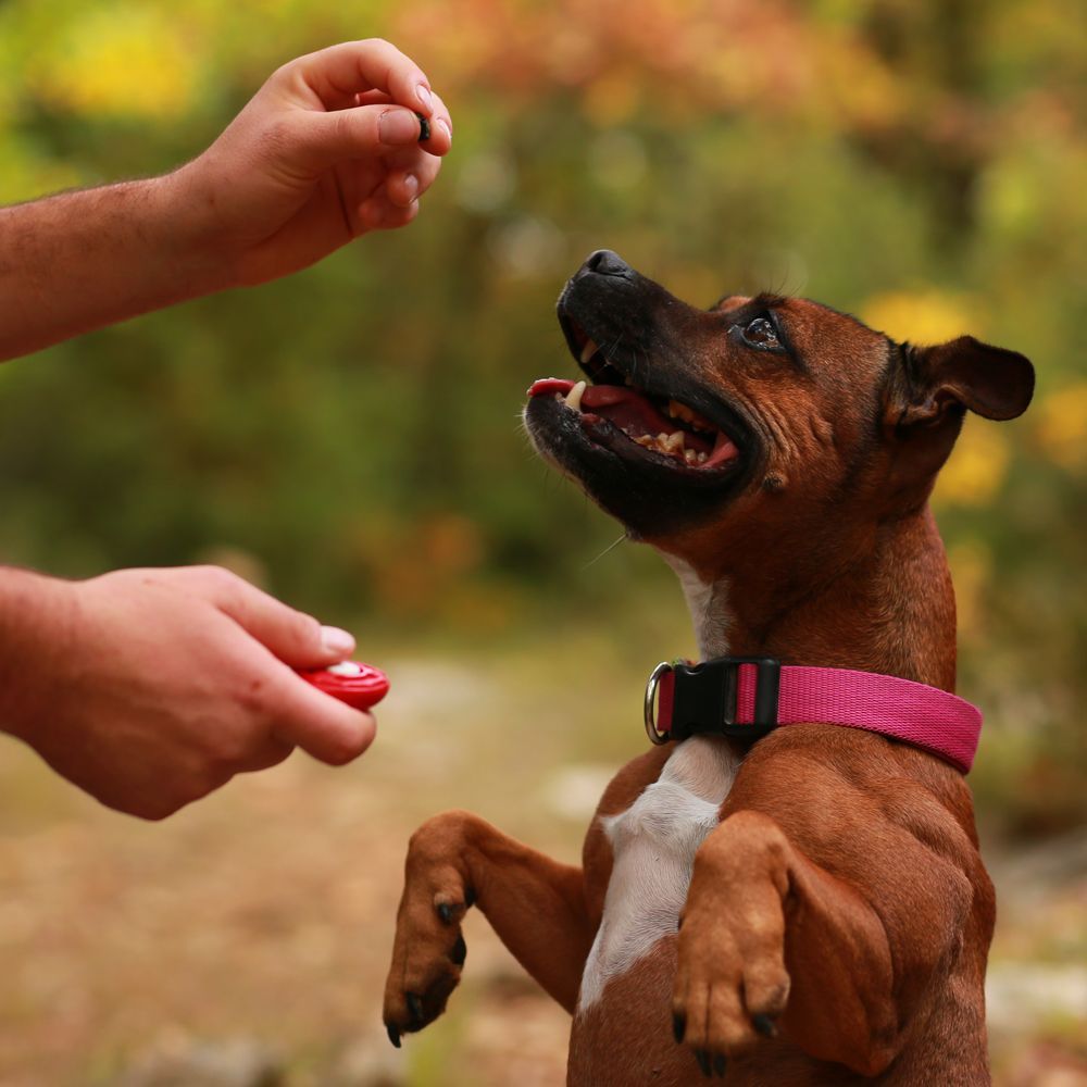 A Dog Trainer Giving Treats to a Dog