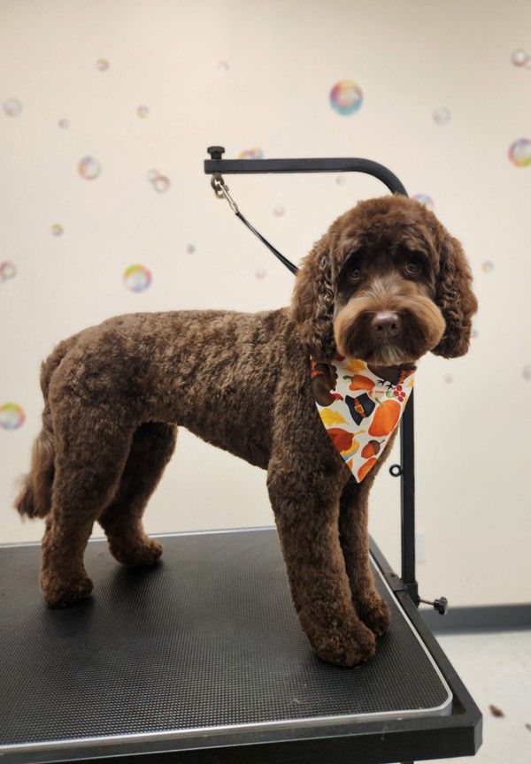 Brown dog with a curly coat and fall bandana, groomed on a grooming table.