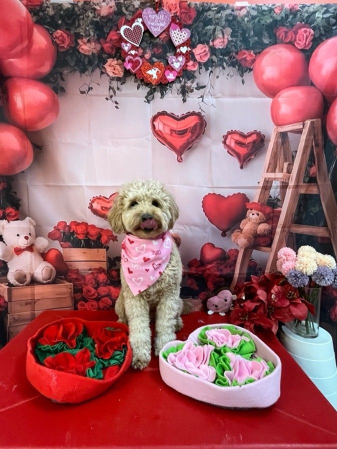 Small dog in a pink bandana sits among red and pink Valentine’s decorations and heart props.