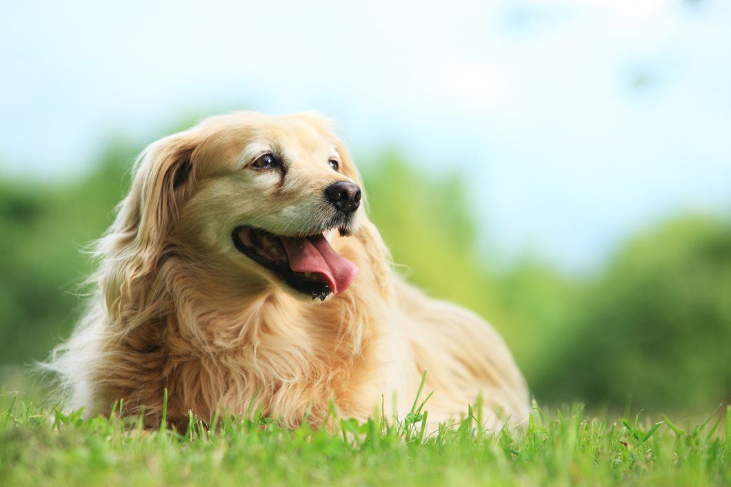Golden Retreiver Portrait with green nature