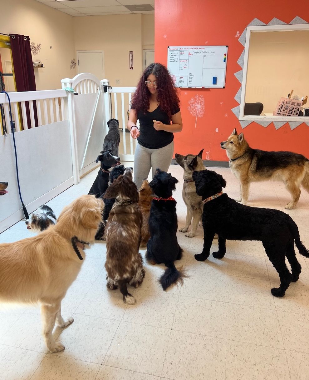 German Shepherd dog with black muzzle, panting, looking upward, outdoors.