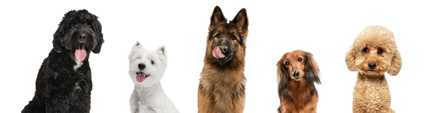 Happy dogs in transparent background